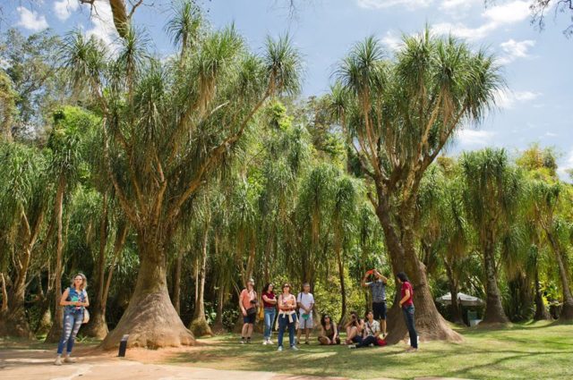 instituto inhotim